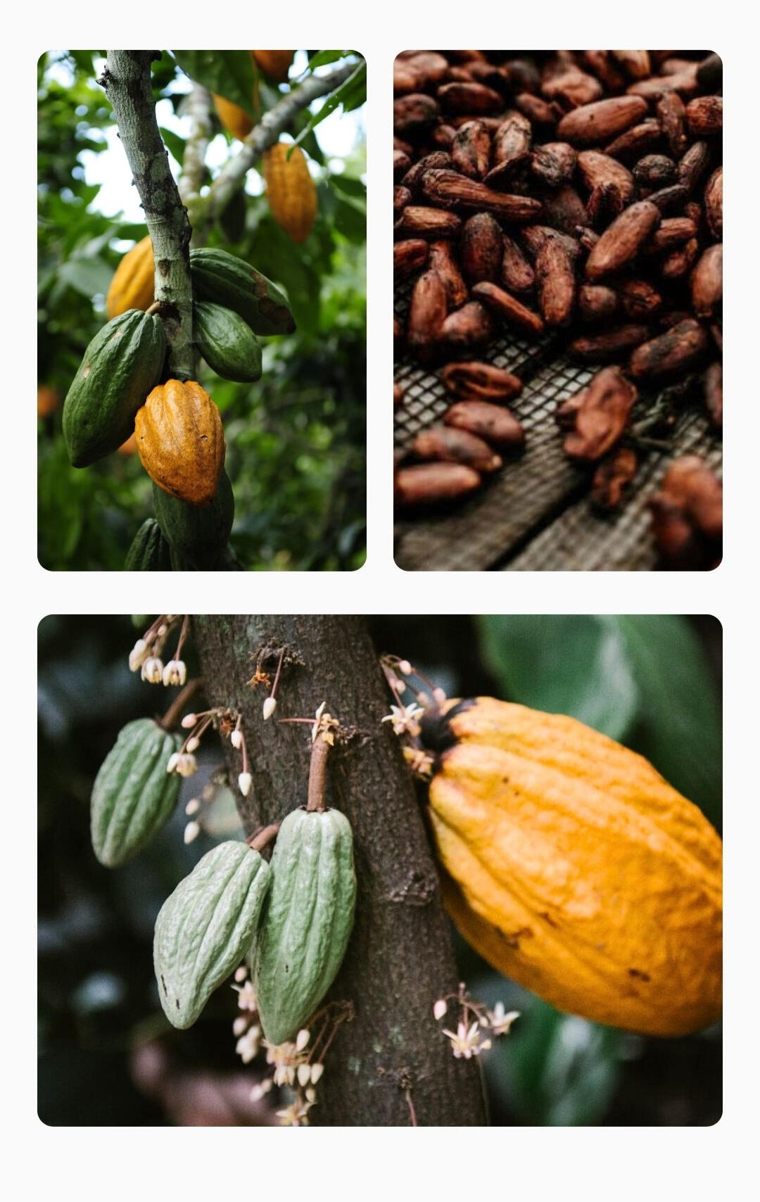 Fotografia técnica de frutos de Theobroma cacao em diversos estágios de maturação presos ao tronco, representando os pilares de Ciência, Origem e Propósito que fundamentam a origem da minha estratégia de Performance Marketing.