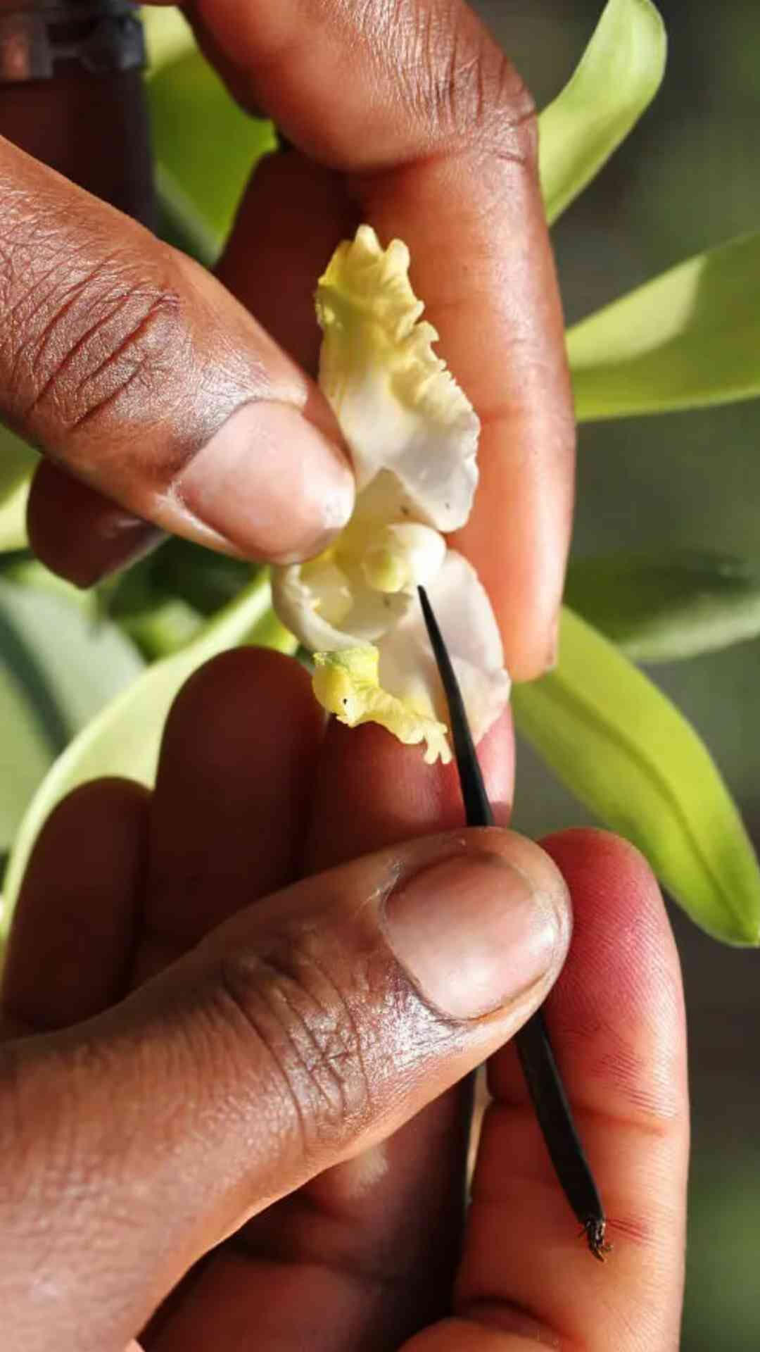 Colagem de imagens sobre Branding de Origem: Baunilha do Cerrado, detalhe mãos fazendo a polinização manual da Orqúidea da Baunilha, representando o performance de vendas para produtos de terroir.