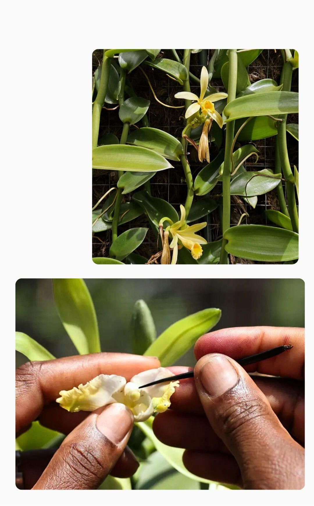 Colagem de imagens sobre Branding de Origem: Baunilha do Cerrado, detalhe mãos fazendo a polinização manual da Orqúidea da Baunilha, representando o performance de vendas para produtos de terroir.