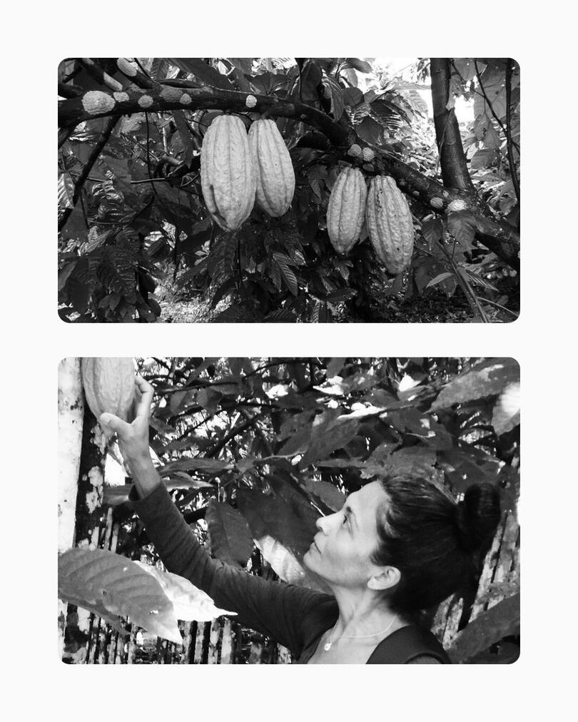 Fotografia de frutos de cacau (Theobroma cacao) maduros em sistema de cultivo sombreado na Amazônia. Detalhe da casca amarela e ambiente de biodiversidade, representando o ponto de partida para a performance de produtos de origem.