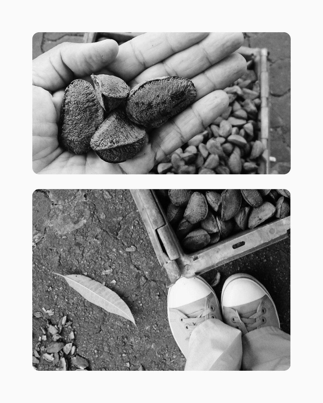 Muito além do cacau: Mapeando a riqueza da biodiversidade amazônica para transformar produtos da sociobiodiversidade, como a castanha-do-pará, em ativos globais de alto valor. Colagem de fotos com foco em castanha-do-pará in natura, frutos regionais da Amazônia em cestos e detalhe da mão da consultora Denise Facciuto selecionando amêndoas. Representação técnica de diversificação de portfólio para marketing de produtos de origem.