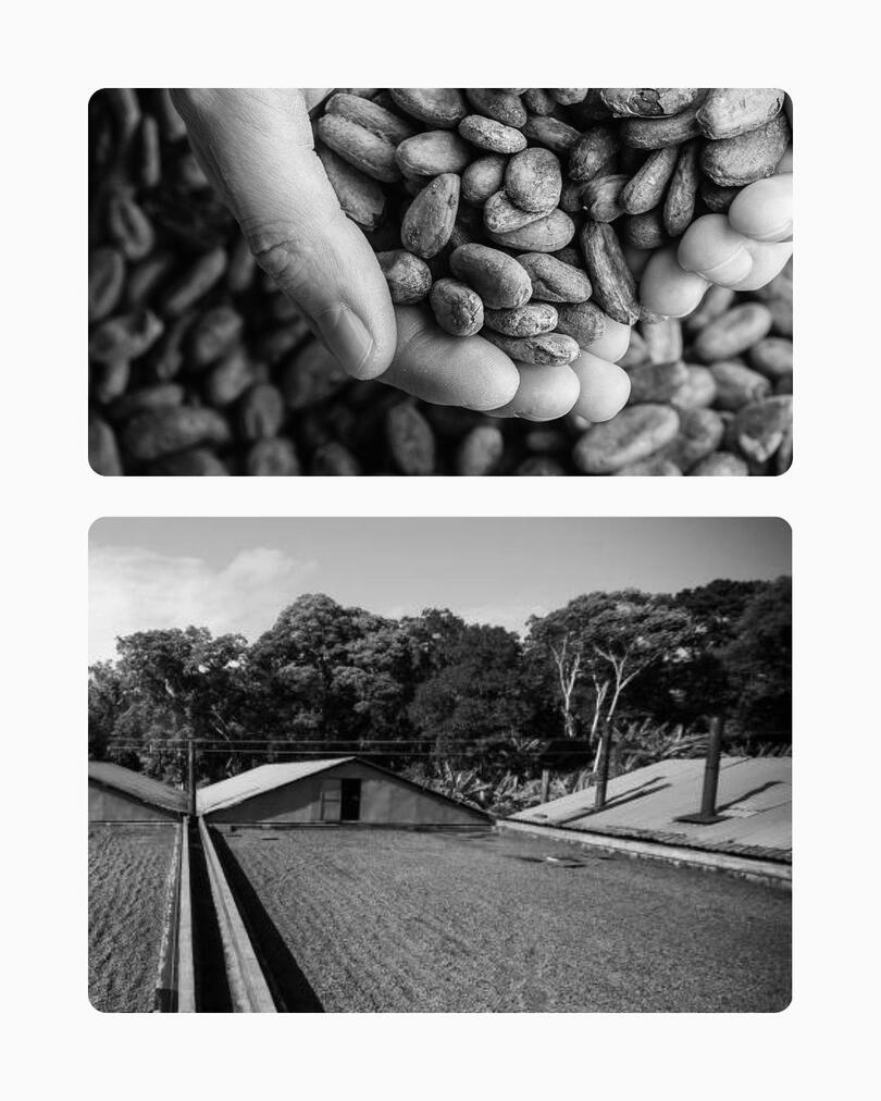 Plantação de cacau em sistema Cabruca (Mata Atlântica), Sul da Bahia. Ao fundo, amêndoas em processo de secagem em terreiro. Registro de pesquisa de campo para marketing de performance.