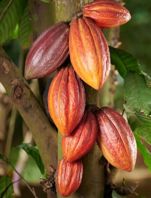 Fotografia de mão de Agricultora destacando um fruto maduro de cacau.